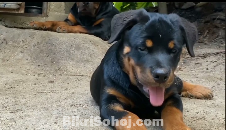 Rottweiler